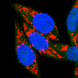 Confocal microscopy image showing mitochondria in cultured cells